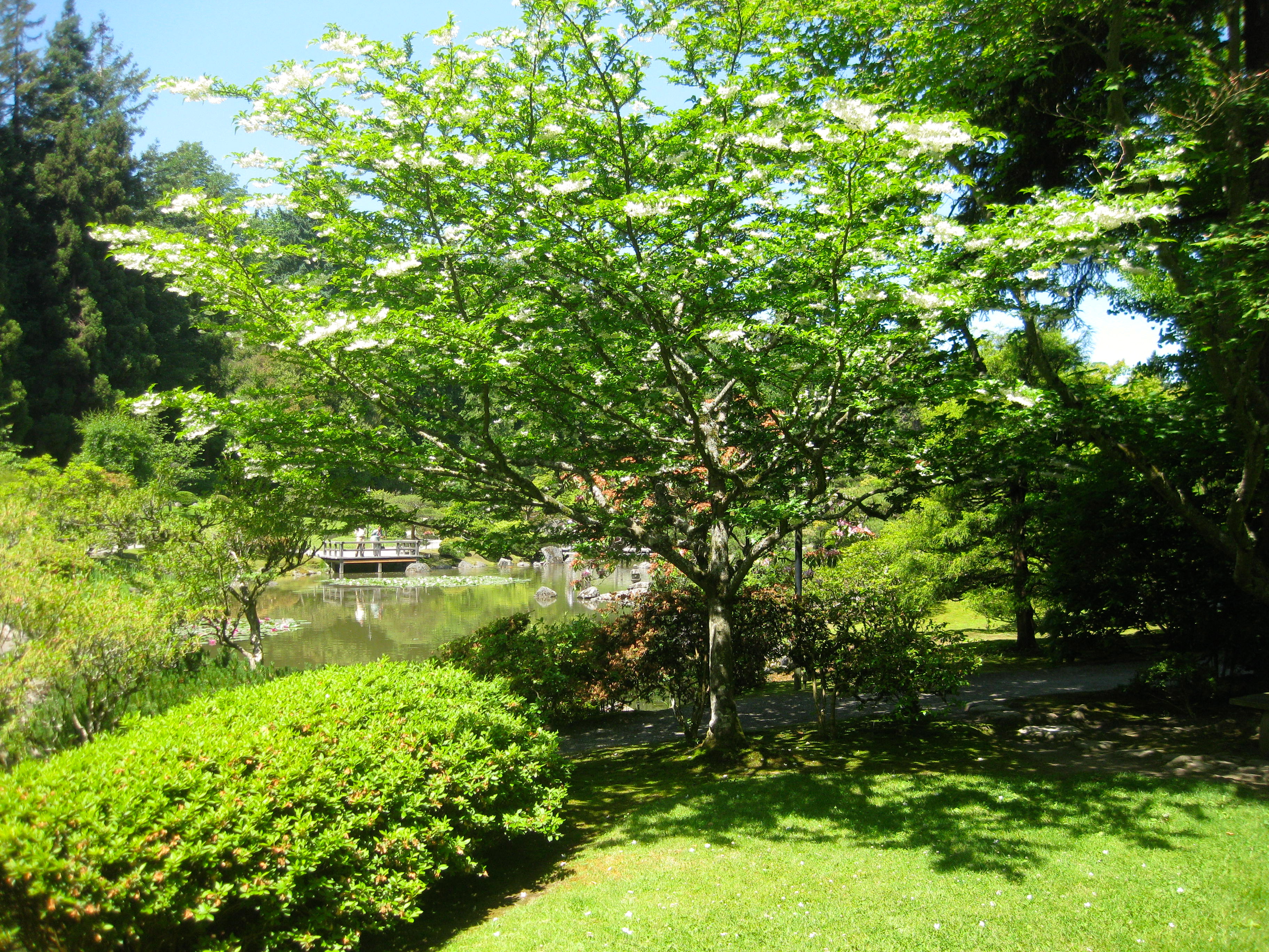 shade and flowering trees for sale in boise shade and flowering trees for sale in boise