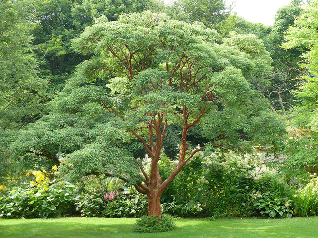 paperbark maple griwing zones paperbark maple griwing zones