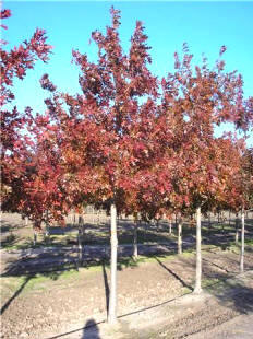 Northern Red Oak 