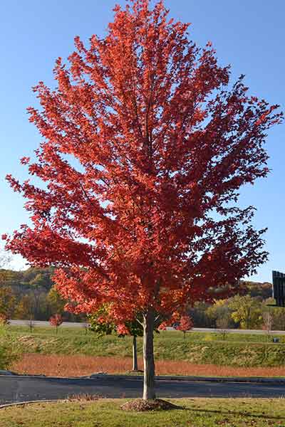 Autumn Blaze Maple Tree