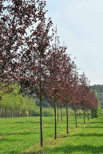 Canada Red Chokecherry Tree