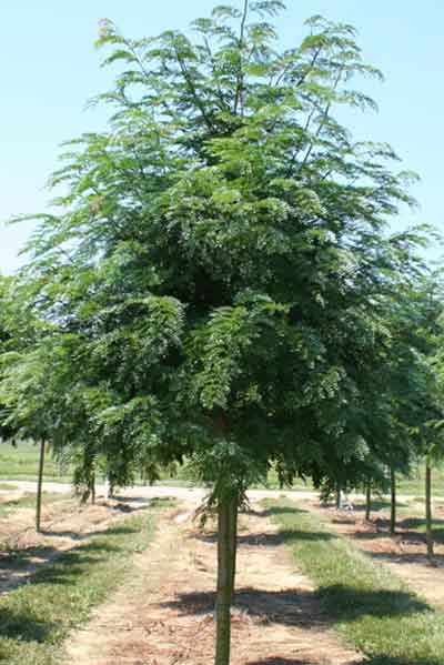 Shademaster Honeylocust Tree