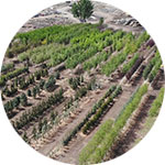 meridian-trees-icon