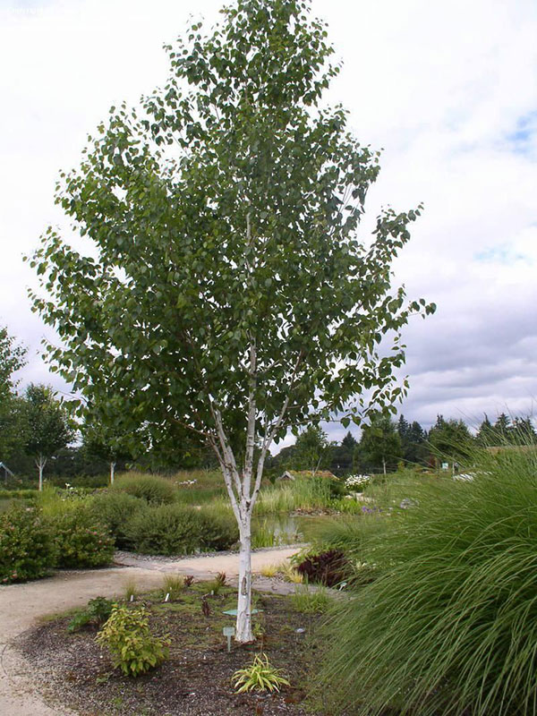 Jacquemonti Birch Tree