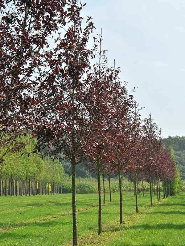 Canada Red Chokecherry