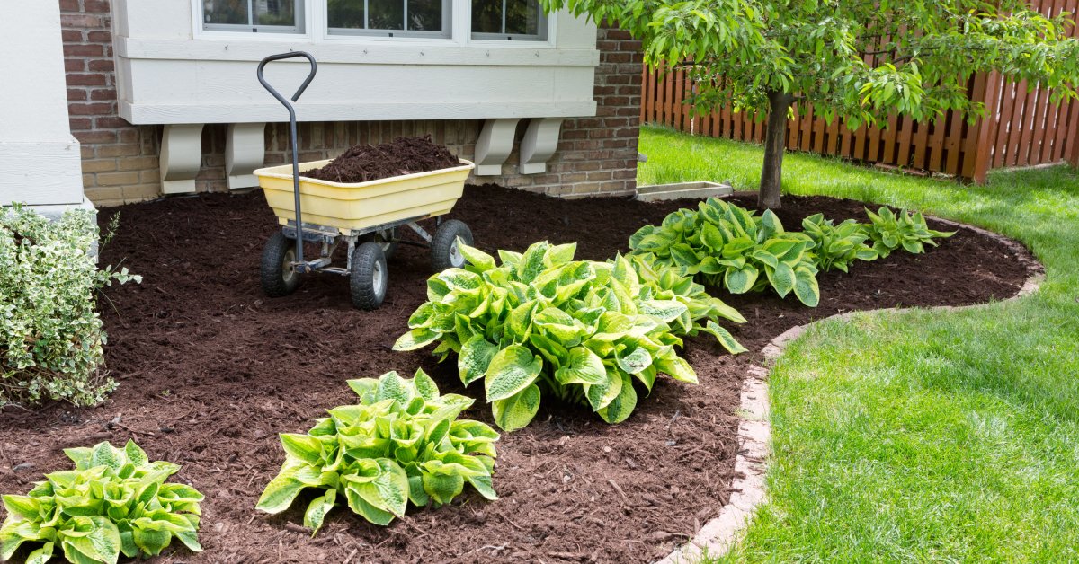 A newly set landscape bed with a few hostas and fresh black mulch. There is a yellow wheel barrel sitting in the bed.