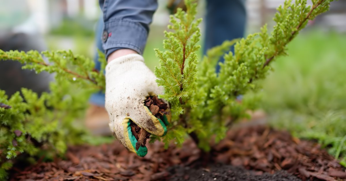 A person wears a white gardening glove as they place mulch under their small shrubs. The mulch is slightly red in color.