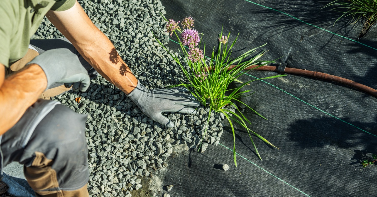 A landscape professional laying small river rock throughout a garden bed. There is black landscape fabric under the rock.