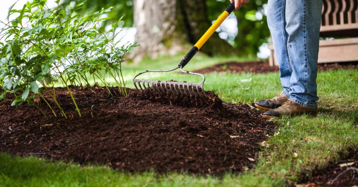 A landscaper wears jeans as they rake mulch under a patch of green sprouts. The mulch is a rich, dark brown color.