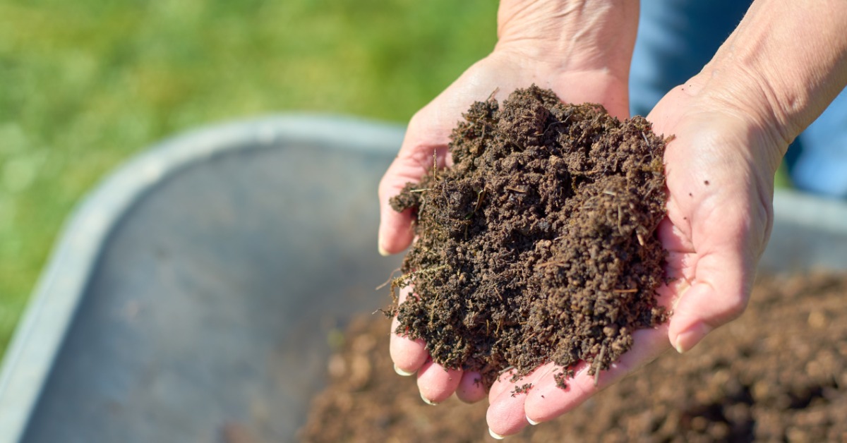 A close-up of someone's hands cupped together holding a small pile of fresh compost from the wheelbarrow underneath.