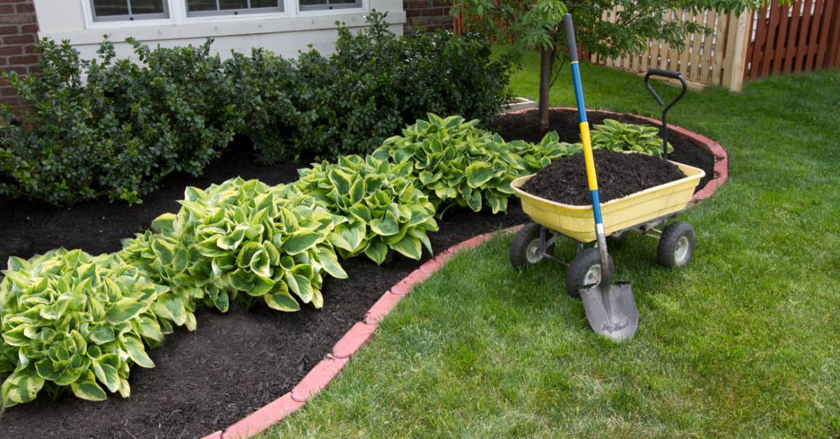 A freshly landscaped garden bed with black mulching and green plants. There is red brick edging and a wheel barrow.