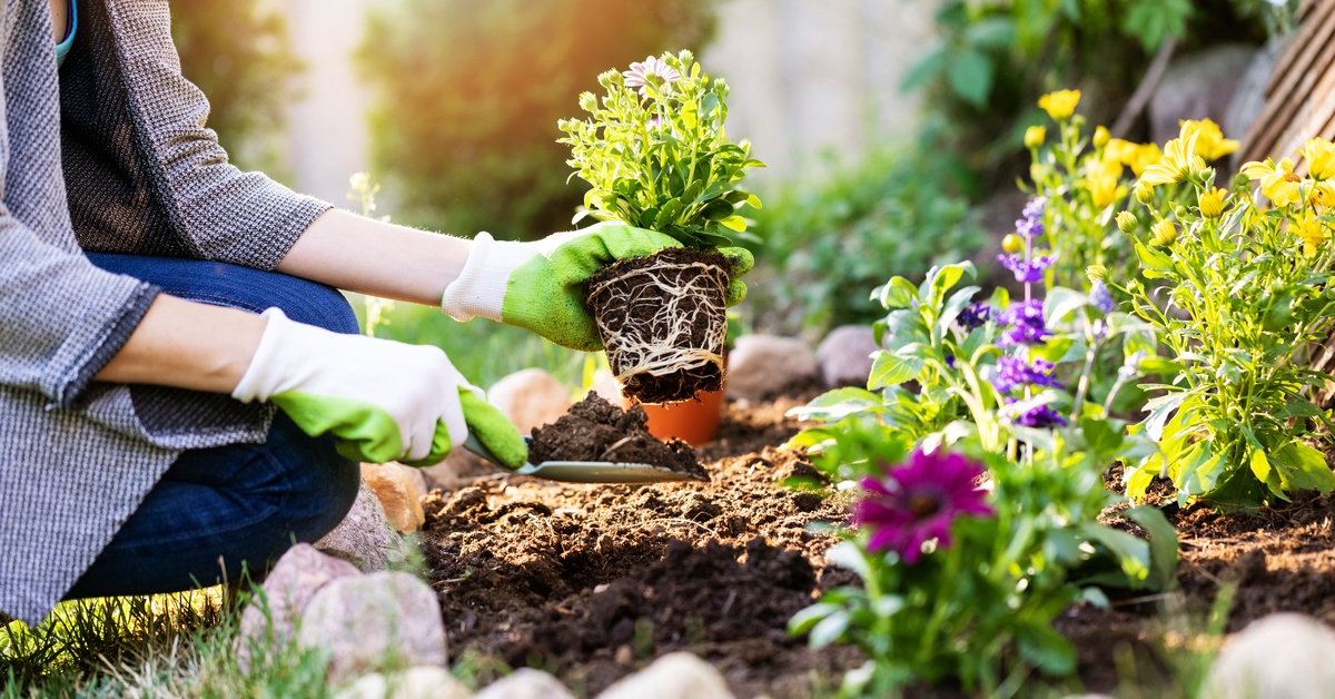 A close-up of a gardener in their flower bed wearing gloves and repotting plants in fresh, healthy soil.
